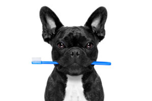 Frankfort Brushing Dogs Teeth